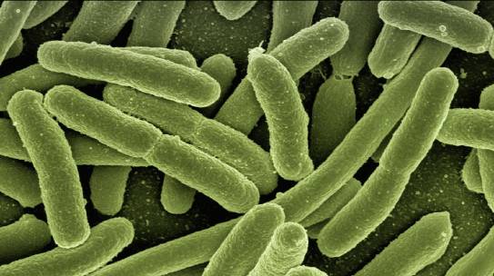 Ectosymbiotic Bacteria